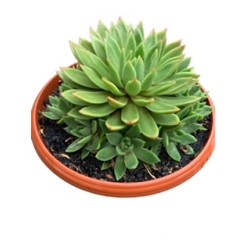 ECHEVERIA AGAVOIDE