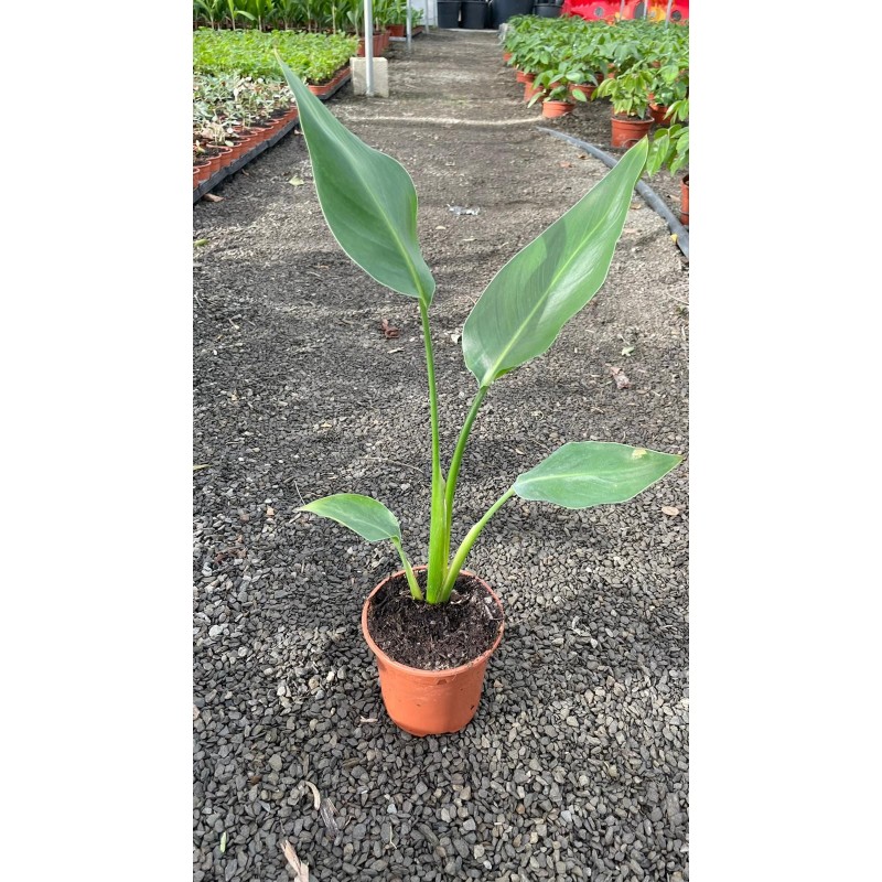 Strelitzia Augusta